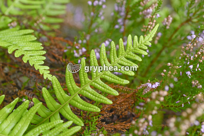 Jeune fronde de Polypode (fougère) - gryphea.com